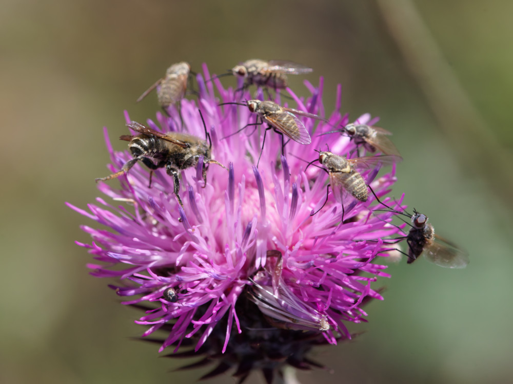 Apidae, potrebbe essere un Antophora o comunque un Antophorinae?